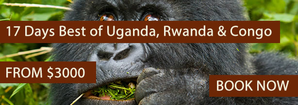 3 days gorilla trekking in Bwindi impenetrable forest to see gorillas