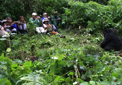 gorilla trekking Uganda from Kigali