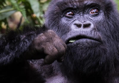 gorillas in Rwanda volcanoes national park sabyinyo gorilla family