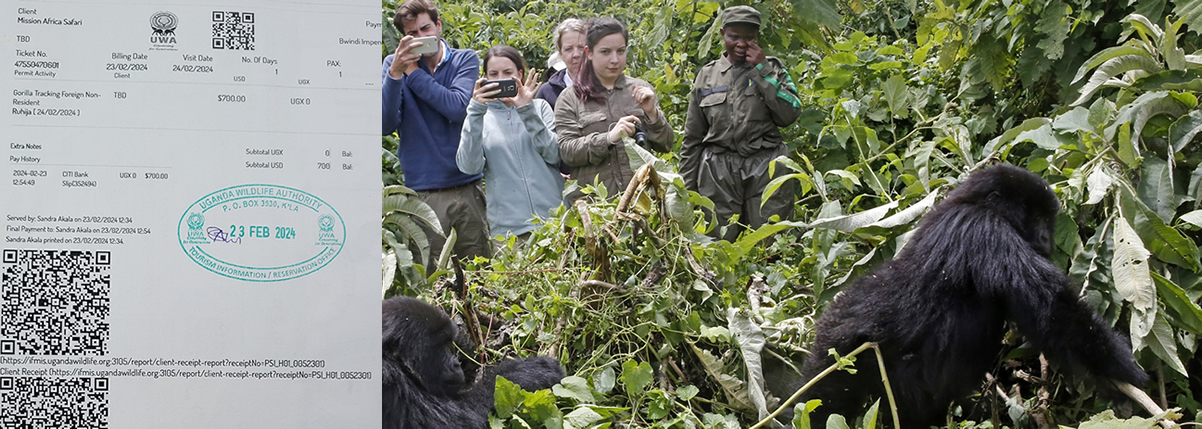 Uganda gorilla permits in Bwindi forest for gorilla trekking